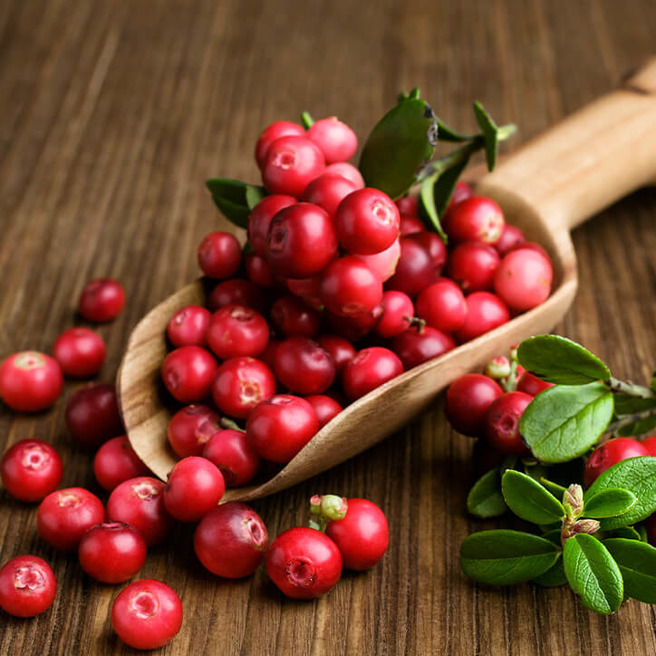 Reife Cranberries in einer hölzerne Schaufel